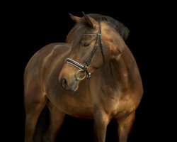 Dressurpferd Sf Gina Ginelli (Deutsches Reitpony, 2010, von St. Annens Monsieur N)