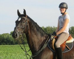 dressage horse Don Corado 2 (Hanoverian, 2004, from Don Crusador)