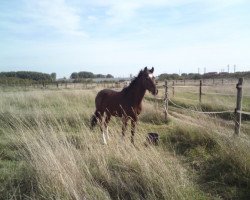 horse Flummy (Deutsches Reitpony, 1992, from Nordlicht)