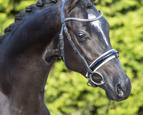 dressage horse Zky (Nederlands Rijpaarden en Pony, 2015, from Zodiak Boy for future)