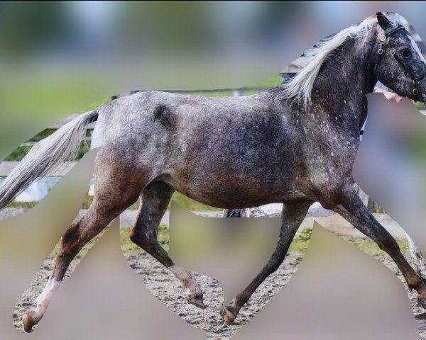 broodmare Outhome's Black Blizzard (Nederlands Appaloosa Pony, 2011, from Buddy 212)