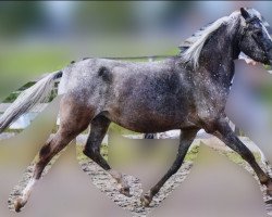 broodmare Outhome's Black Blizzard (Nederlands Appaloosa Pony, 2011, from Buddy 212)