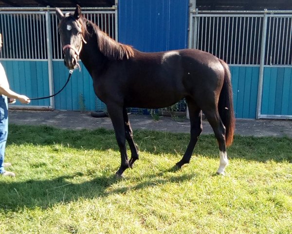 dressage horse Cassaya de Noir (Hanoverian, 2018, from Cadeau Noir)