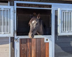 horse Nightlife (Westphalian, 2016, from Nightfever)