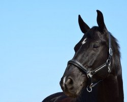 dressage horse Dark Luck (Hanoverian, 2007, from Don Crusador)