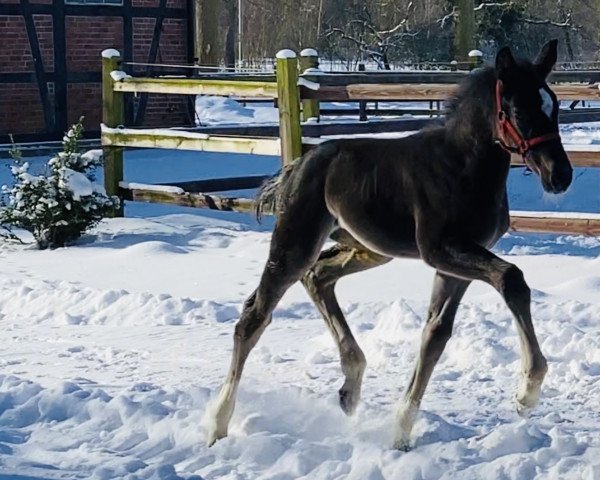 jumper Toscana ZD (Oldenburg show jumper, 2021, from Taloubet Z)