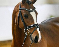 Deckhengst Delaney W (Deutsches Reitpony, 2018, von Dreiklang AT)