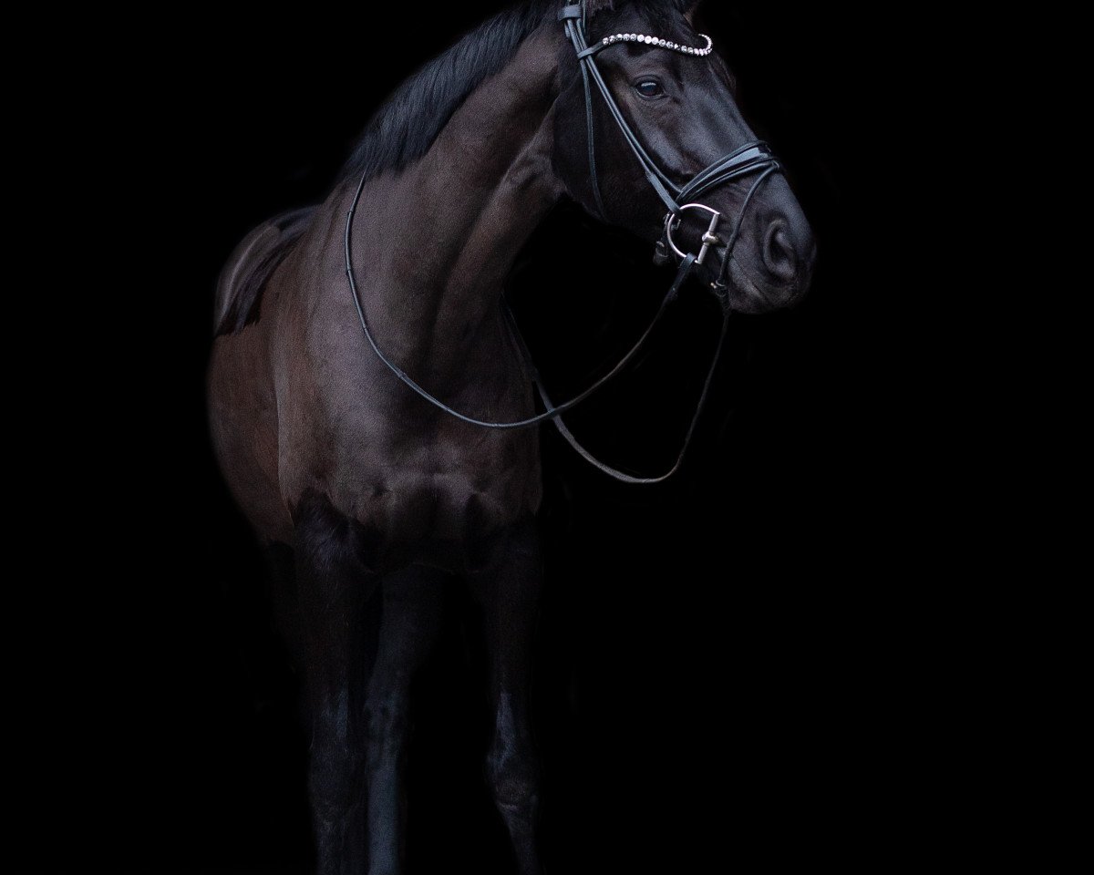 Dressurpferd Shahira 4 (Oldenburger, 2009, von San Amour I)