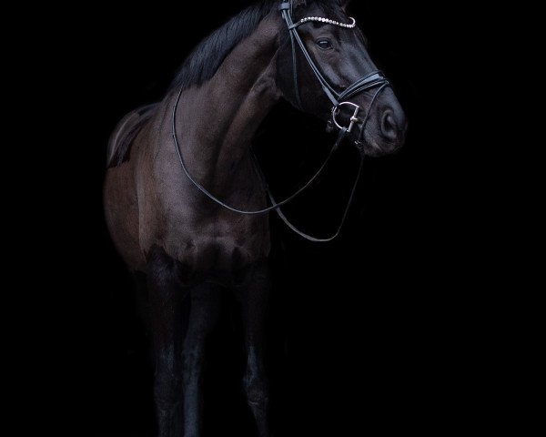 dressage horse Shahira 4 (Oldenburg, 2009, from San Amour I)