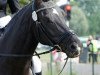 dressage horse Saphira 167 (Oldenburg, 2006, from Sandro Song)