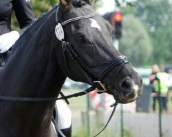 dressage horse Saphira 167 (Oldenburg, 2006, from Sandro Song)