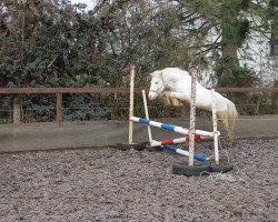 horse Oakwood´s Whip Jack (German Riding Pony, 2012, from Acapulco)