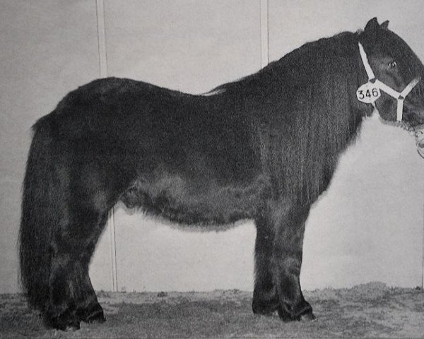 horse Hugh LMN (Shetland Pony, 1993, from Marlando van Stal Volmoed)