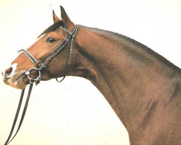 stallion Wackerbarth (Westphalian, 1990, from Weinberg)