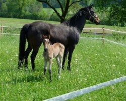 jumper Comtess vom Erlenhof (German Riding Pony, 2008, from Boney M)