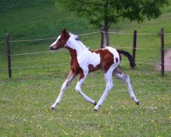 dressage horse Heaven's Justice YS (German Riding Pony, 2020, from Jacky Boy)