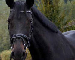 broodmare Baumann's Madonna (Westphalian, 2006, from Monte Bellini)