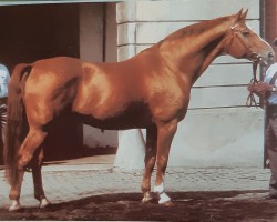 stallion Absatz (Hanoverian, 1960, from Abglanz)