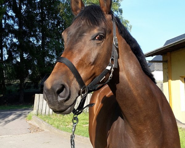 broodmare Fabel (German Sport Horse, 2008, from Lehnbach)