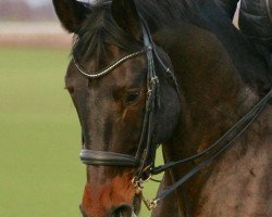 dressage horse Elbert P (Sachs-door. Heavy Warmbl., 2012, from Excellent)