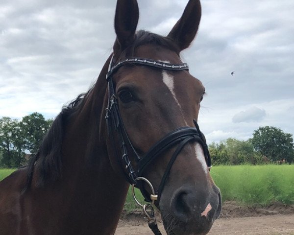 broodmare Debby (Westphalian, 2005, from Don Bedo I)