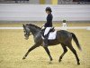 dressage horse Cashback Pellini (Holsteiner, 2016, from Calido I)