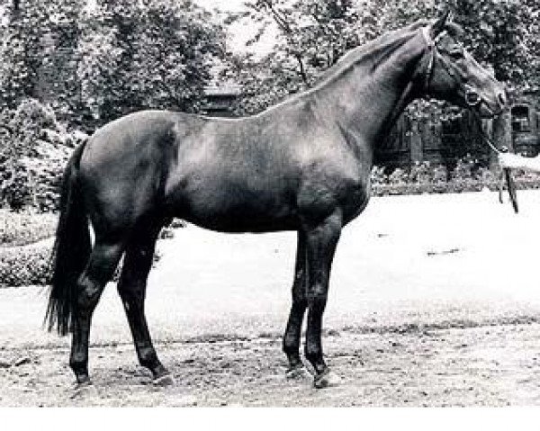 stallion Weltruf (Rhinelander, 1978, from Windesi xx)