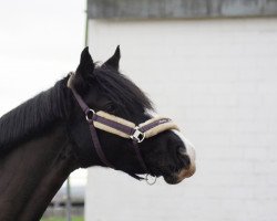 jumper HK Vivienna (German Riding Pony, 2015, from Van Heinrich)