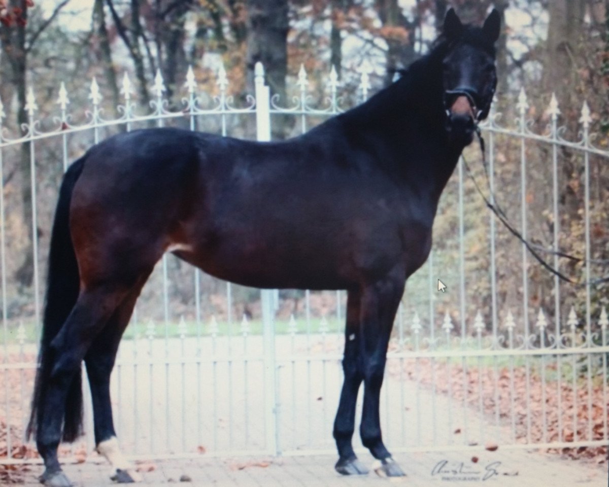 broodmare Valery (Rhinelander, 2014, from Van Vivaldi)