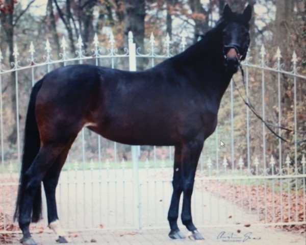 broodmare Valery (Rhinelander, 2014, from Van Vivaldi)