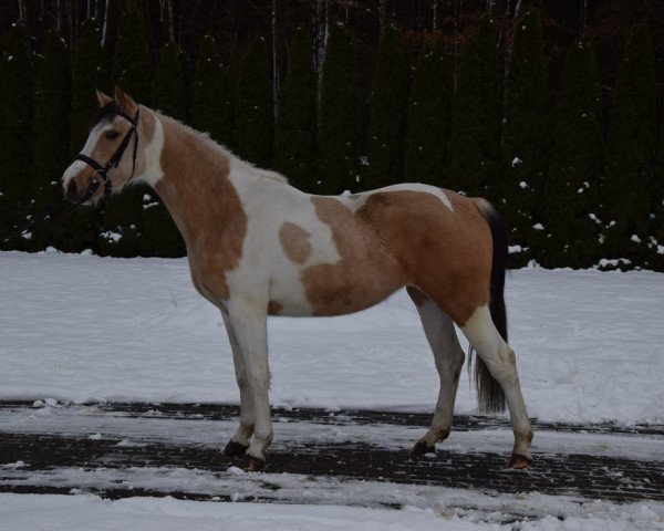 Pferd Baila (Polnisches Warmblut, 2018)