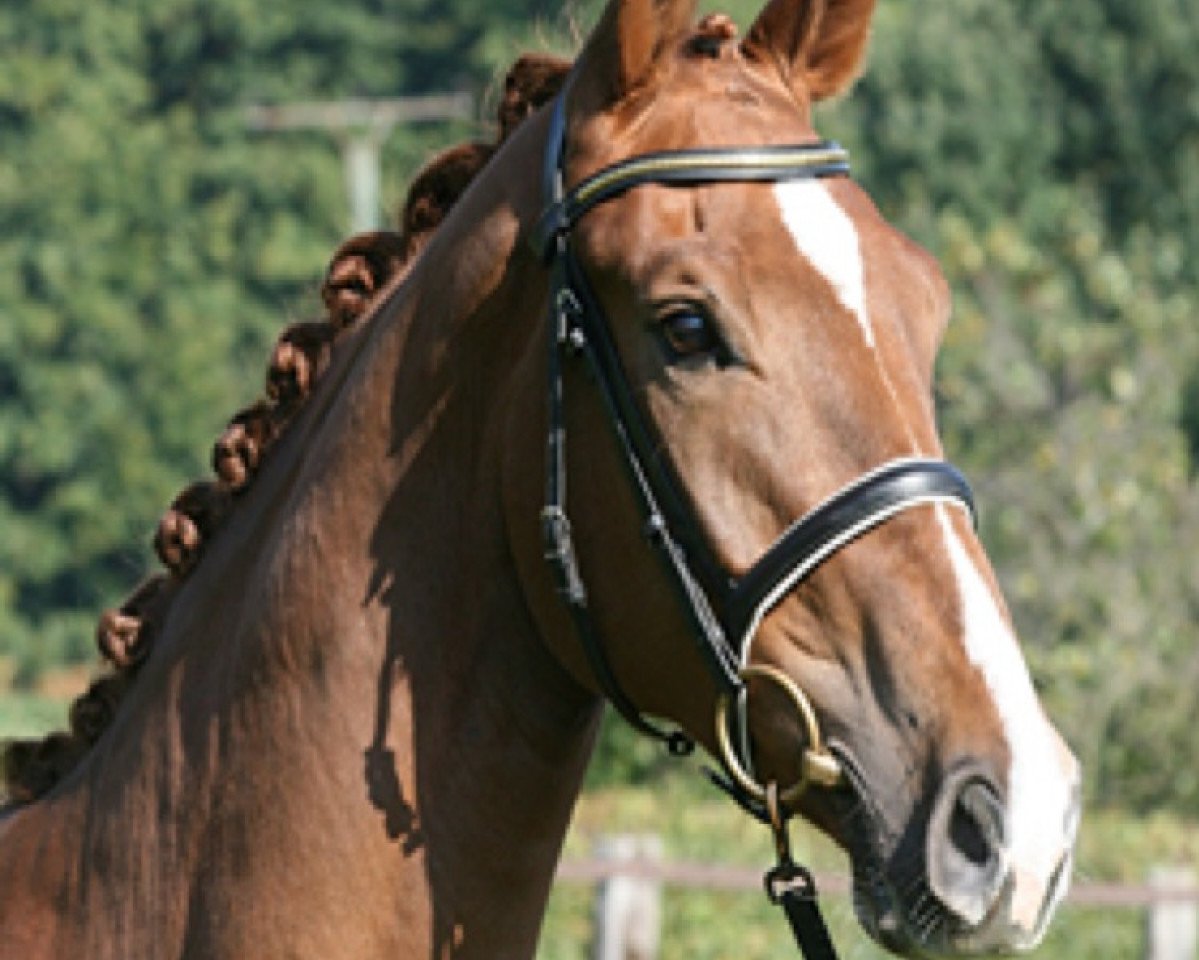 Dressurpferd Flambeau (Westfale, 2009, von Floresco NRW)