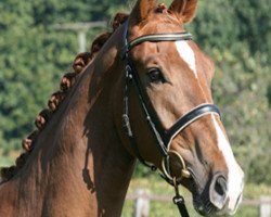 dressage horse Flambeau (Westphalian, 2009, from Floresco NRW)