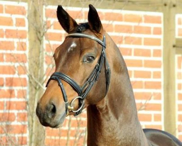 dressage horse Biedermeier (Westphalian, 2004, from Belissimo NRW)