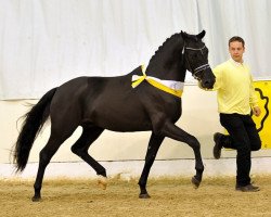 Springpferd Nutrix (Deutsches Reitpony, 2009, von Nemax)