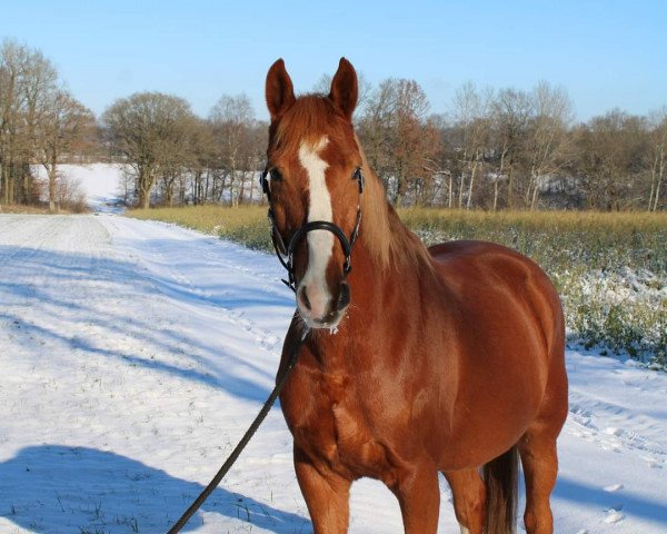 dressage horse Diabolo 535 (Mecklenburg, 2008, from Ischabal)