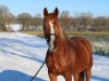 dressage horse Diabolo 535 (Mecklenburg, 2008, from Ischabal)