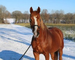 dressage horse Diabolo 535 (Mecklenburg, 2008, from Ischabal)