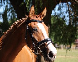 broodmare Dancing Dilly YS (German Riding Pony, 2015, from Dornier B)