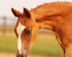 dressage horse Don Julino YS (German Riding Pony, 2020, from FS Don Juan de Luxe)