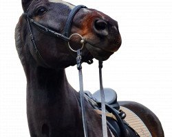 dressage horse Di Claudio (Oldenburg, 2007, from De Niro)