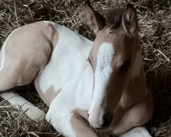 dressage horse Jazzy Beat YS (Rhinelander, 2019, from Jacky Boy)