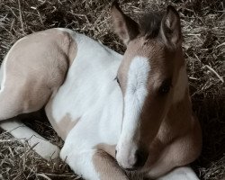 dressage horse Jazzy Beat YS (Rhinelander, 2019, from Jacky Boy)