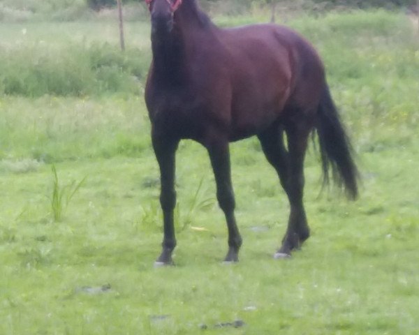 dressage horse Davignon (German Horse, 2011, from Dream Boy)