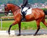 dressage horse Sans Souci 31 (Oldenburg, 2008, from Sandreo)