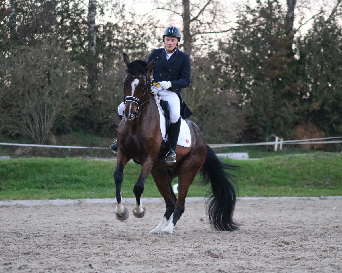 dressage horse MS Joe Cool (Bavarian, 2013, from Glock's Johnson Tn)