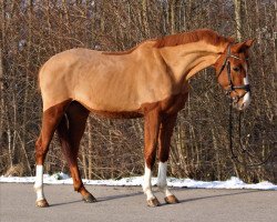 stallion Min Amun Ms (Austrian Warmblood, 2017, from Manchester van't Paradijs)