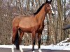 stallion Captain Romantic DS (Brandenburg, 2017, from Captain Olympic)