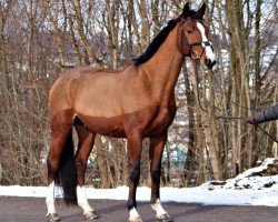 Deckhengst Captain Romantic DS (Brandenburger, 2017, von Captain Olympic)