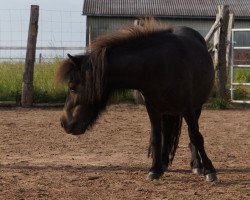 Zuchtstute Bella von Abt (Dt.Part-bred Shetland Pony, 2017, von Mikosch von Abt)